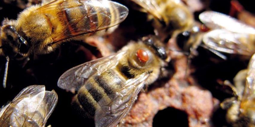 varroa